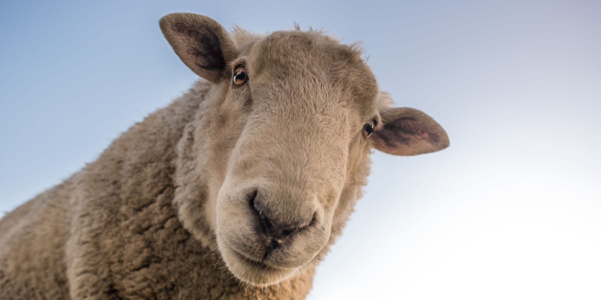 The Most Expensive Sheep I Never Bought